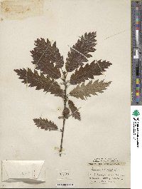 Quercus cerris image