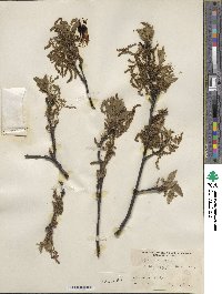 Quercus cerris image