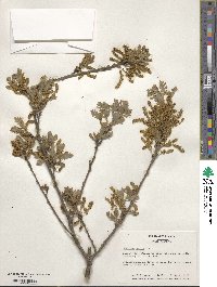 Quercus cerris image