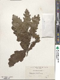 Quercus cerris image