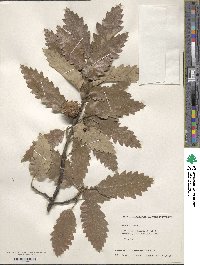 Quercus cerris image