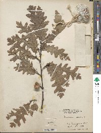 Quercus cerris image