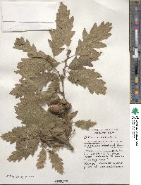 Quercus cerris image