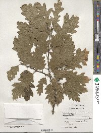 Quercus cerris image