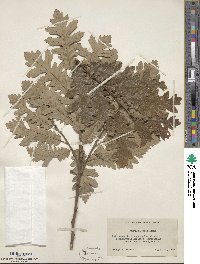 Quercus cerris image