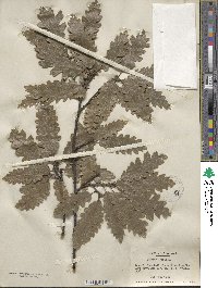 Quercus cerris image