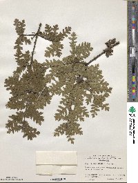 Quercus cerris image