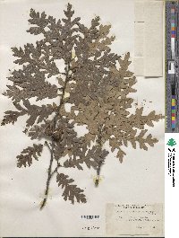 Quercus cerris image