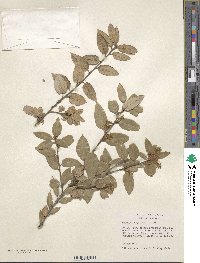 Quercus chrysolepis image