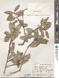 Quercus chrysolepis image