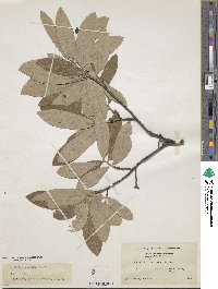 Quercus incana image