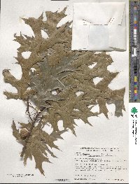 Quercus coccinea image