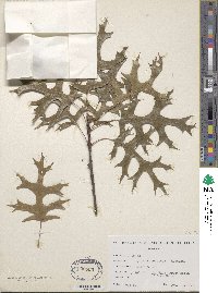 Quercus coccinea image
