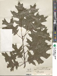 Quercus coccinea image