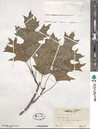 Quercus coccinea image