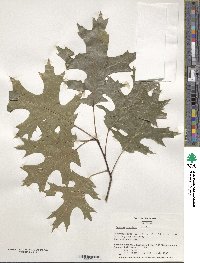 Quercus coccinea image