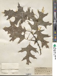 Quercus coccinea image