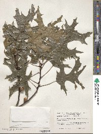 Quercus coccinea image