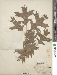 Quercus coccinea image