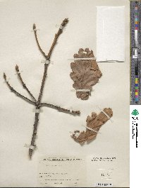 Quercus dentata image