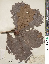 Quercus dentata image