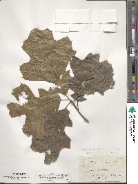 Quercus velutina image