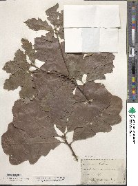 Quercus velutina image