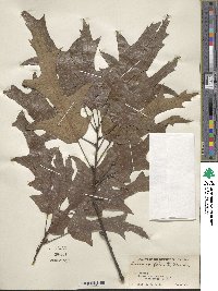 Quercus falcata image
