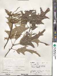 Quercus falcata image