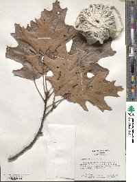 Quercus falcata image