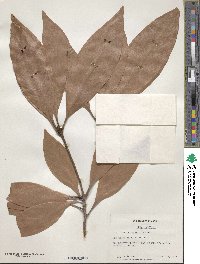 Lithocarpus fenestratus image