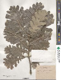 Quercus conferta image