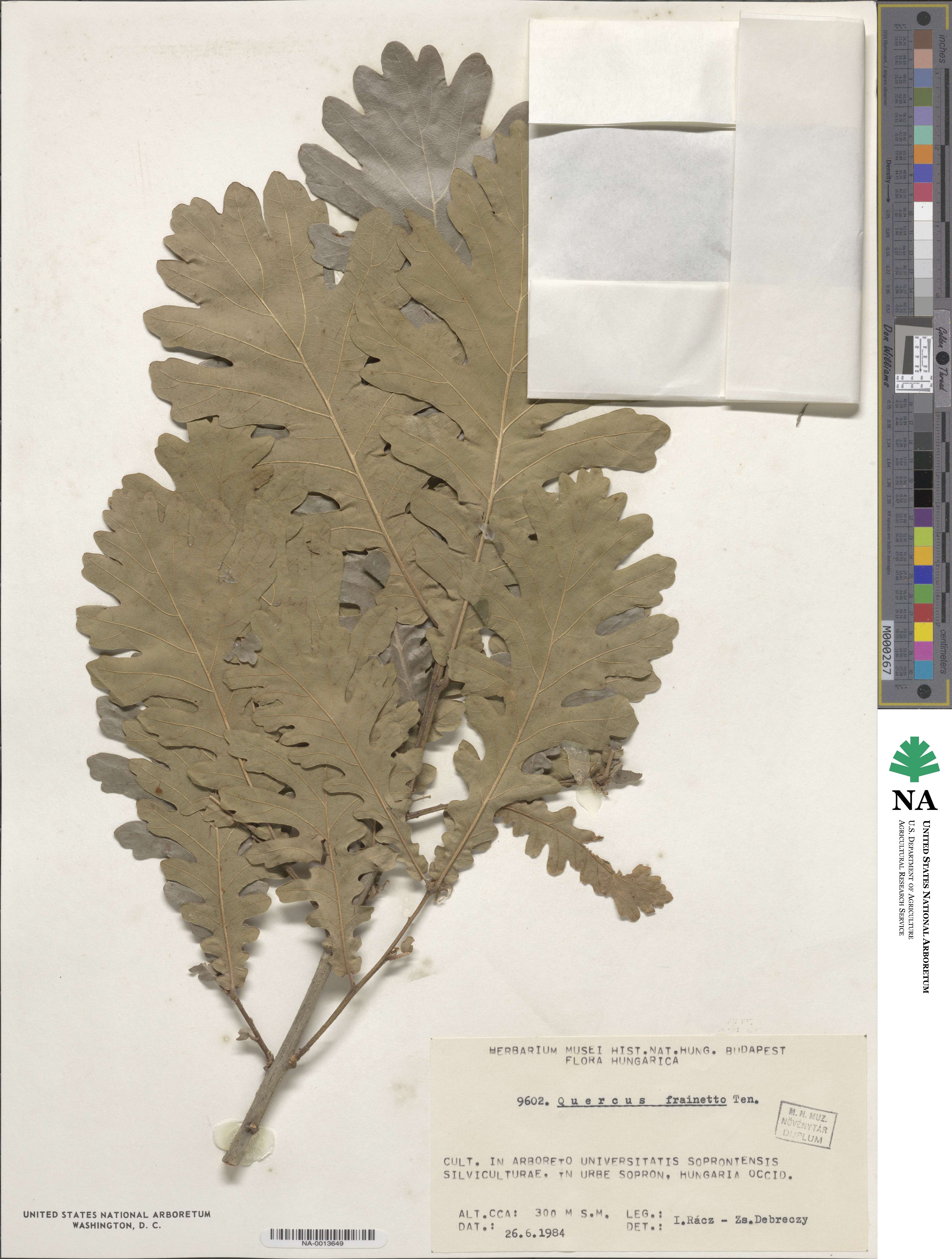 Quercus conferta image