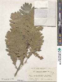 Quercus conferta image