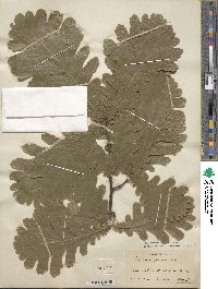 Quercus conferta image