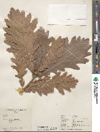 Quercus conferta image