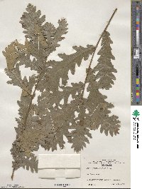 Quercus conferta image