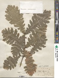 Quercus conferta image