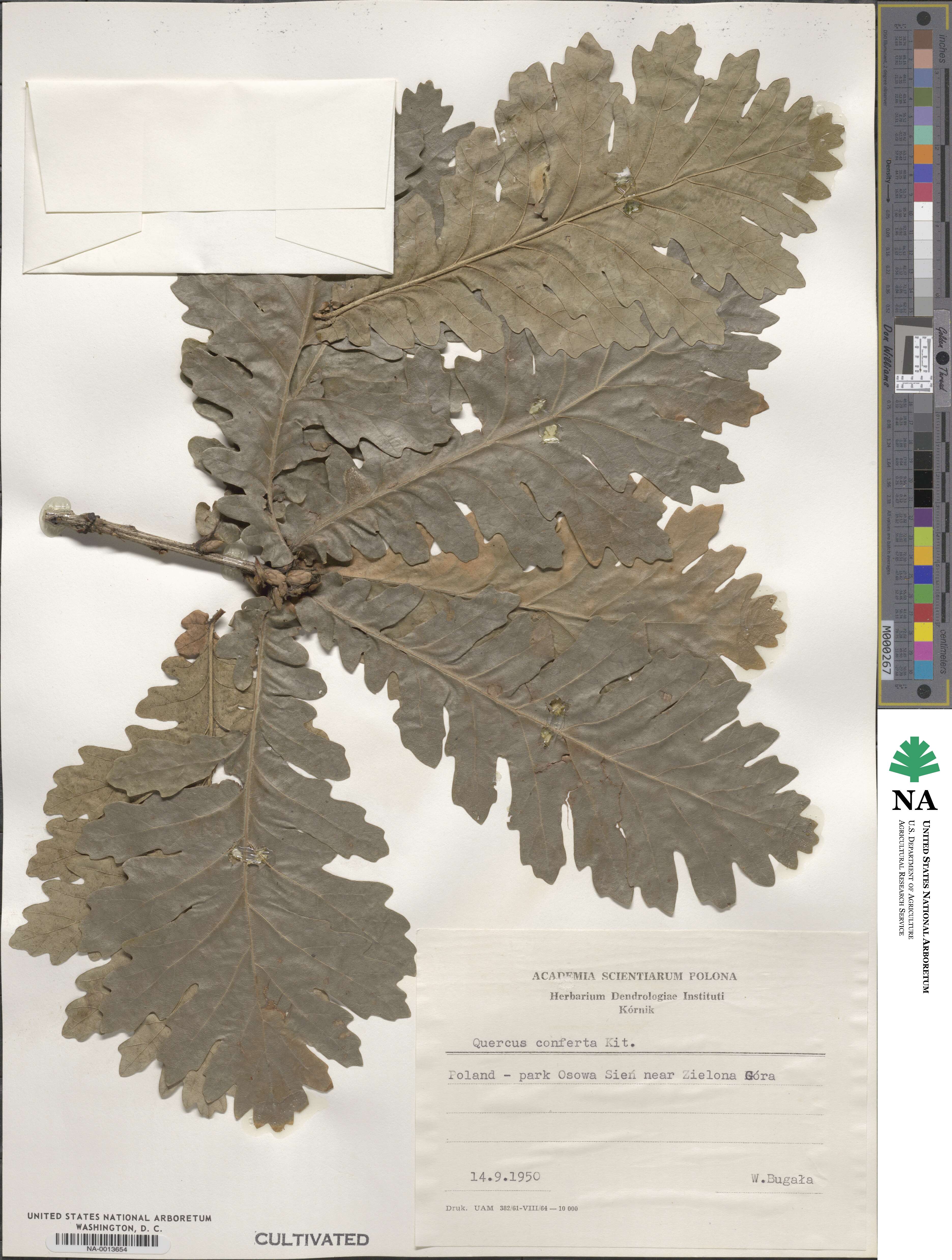 Quercus conferta image