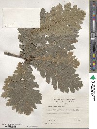 Quercus conferta image