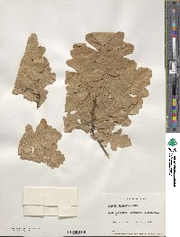 Quercus conferta image