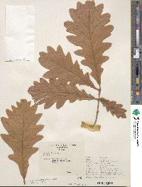 Quercus conferta image