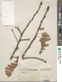 Quercus conferta image