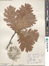 Quercus conferta image