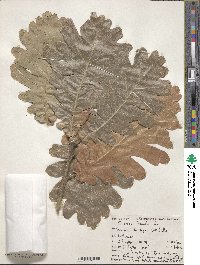 Quercus conferta image