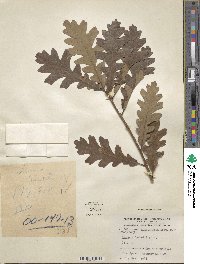 Quercus gambelii image