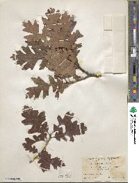 Quercus gambelii image