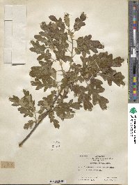 Quercus gambelii image