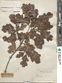 Quercus gambelii image