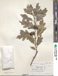 Quercus gambelii image